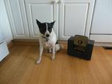 I am am jamming here listening to vintage music...This radio is older then me,even in dog years!!
SHOP SASSIE's, SO I get a people cookie for posing..!! :)