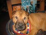 Princess LOVES SASSIE'S! She is ready to go!
