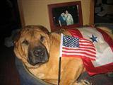 Princess LOVES SASSIE!!
She is a thankful patriotic pup...those who served past/present for our freedom..including Sassie's very own!