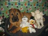 Princess LOVES SASSIE'S!!
Wishes everyone a COOL YULE!