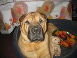Princess is thankful Sassie Rescued her and LOVES SASSIE!
Happy Thanksgiving!