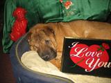 Princess LOVES SASSIE'S!
She is exhausted from her photo shoot..but wishes everyone a HAPPY VALENTINES DAY!
Princess or the red foo dog is not for sale! :)