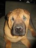 Princess Loves SASSIE! LULU TOO :)!
OH..an Pup-peroni sticks.
Thanks to everyone who came to Glenview & Petted Me.
