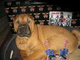 Princess LOVES TO ROCK/ROLL!!
SHE LOVES SASSIE!!
Will be making her debut performance in Glenview, on Sat.Around noonish,she sleeps late!