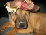 Princess LOVES SASSIE'S!Thank you Sassie for rescuing me.! :)