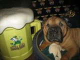 Princess O Pup LOVES SASSIES!
Happy St.Patricks Day!