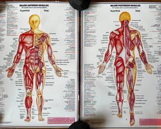 2 Laminated Anatomy Muscle Posters By Chartex, 2000
Lot #: 110