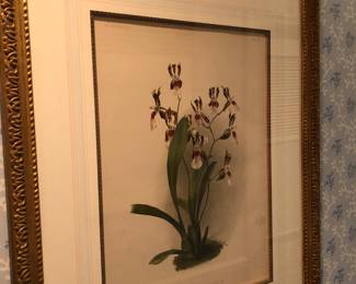 Six different orchid lithographs by moon