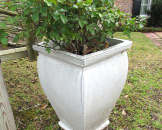 Pair of these rose bushes in glazed pots