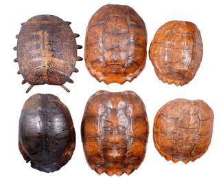 Lot 321: Collection of Six Vintage Turtle Shell Carapace