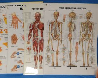 Lot 411. Four plastic anatomical posters. 26" x 20".