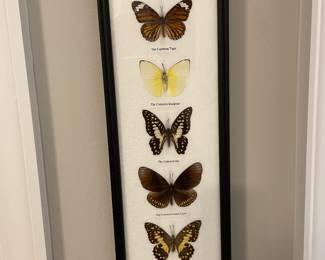 Mounted butterflies