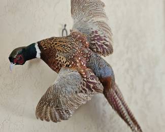 taxidermy