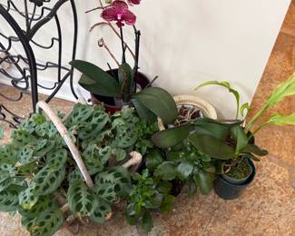 Potted plants including orchids