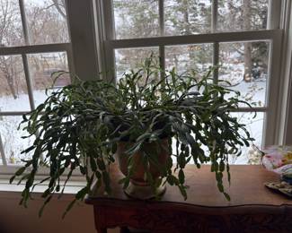 A Christmas Cactus plant