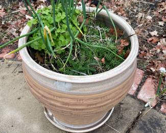 Plants 