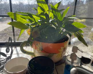 Plants 