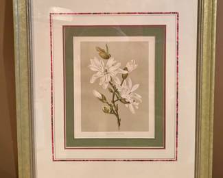 "Magnolia Halleana" Framed Botanical