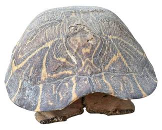 Vintage Tortoise Shell Taxidermy