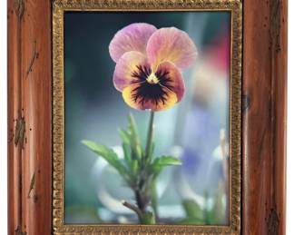 Framed Orchid Photo