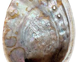 Abalone Shell