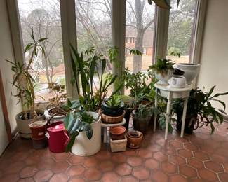House Plants