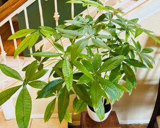 House plants are sold however, are being kept on site for staging.