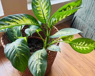 House plants are sold however, are being kept on site for staging.