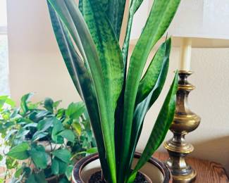House plants are sold however, are being kept on site for staging.