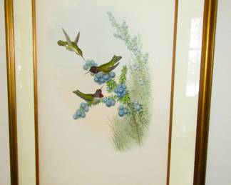 Antique John Gould print "Anna's Calypte"