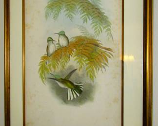 Antique John Gould print "Stoke's Humming Bird"