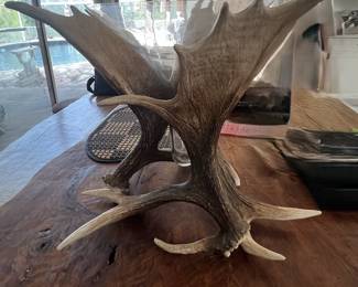 Antler Vase