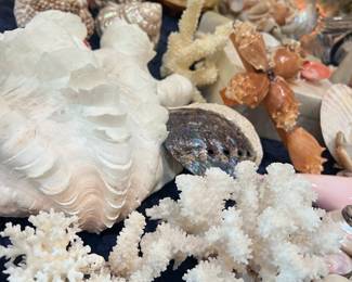 More shells here than the Pacific°°°