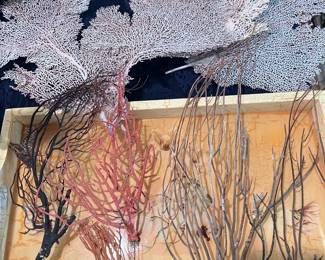 Coral Sea Fans
