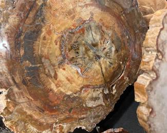 Another beautiful petrified wood piece