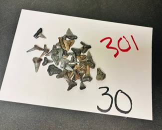 shark teeth