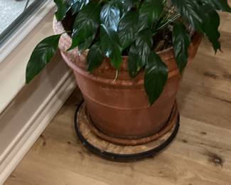 Pots and house plants