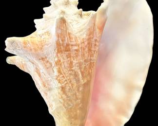 Queen Conch Shell