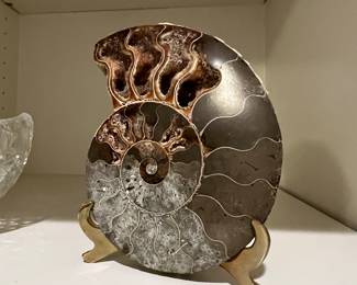 Love this Petrified, half cut &  polished Nautilis on stand! Makes your house look like the Smithsonian. 