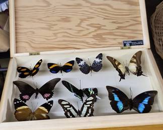 Butterfly Collection