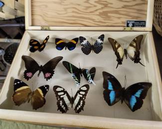 Butterfly Collection