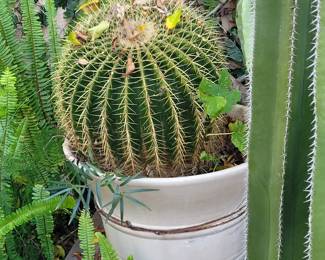 Large barrel cactus