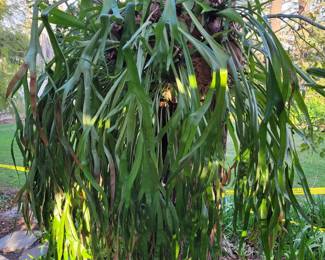 Staghorn fern