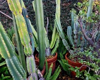 Great selection of cactus