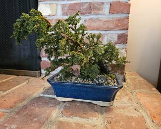 35 CoolPottedBonsaiTreeFramedBonsaiPrint