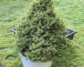 107 AlbertaDwarfSpruceTreeinPot