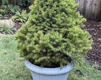 105 AlbertaDwarfSpruceTreeinFlutedPot