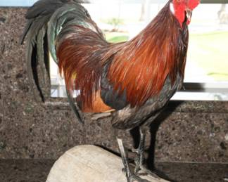 English Game Bantam Chicken on Wood