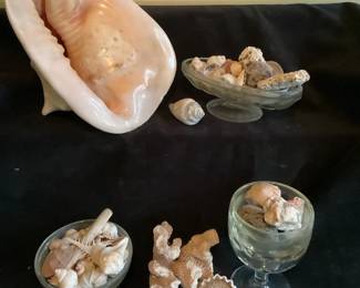 Conch Shell Exoskeletons of Marine Mollusks like Snails, Clams,  More