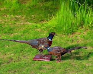 Taxidermy RingNeck Pheasant